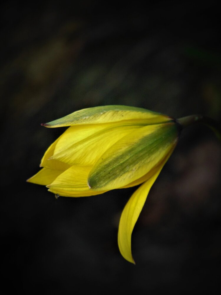 Photograph by Светлана Баяхчева (Тушавина)