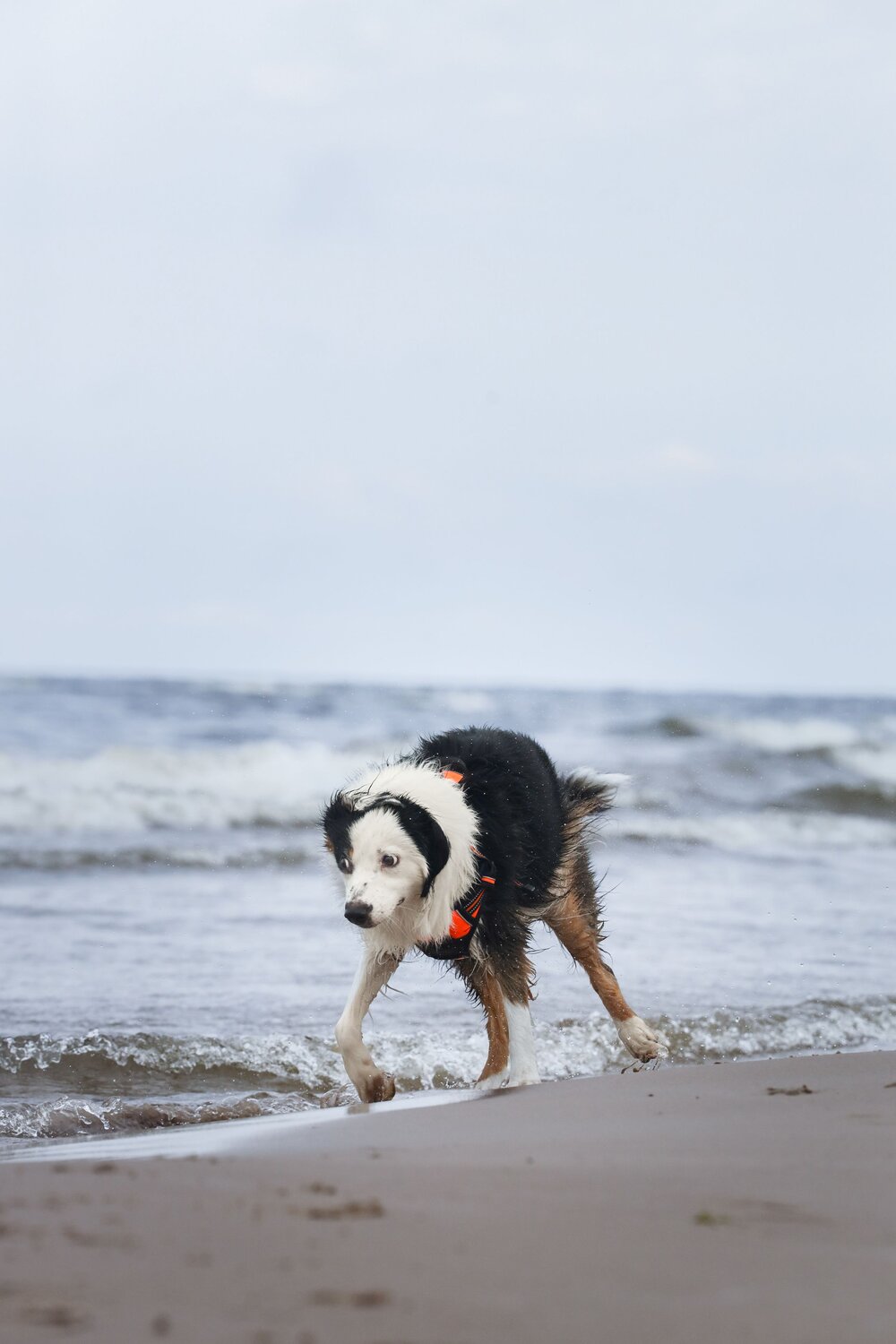 Photo #13831408