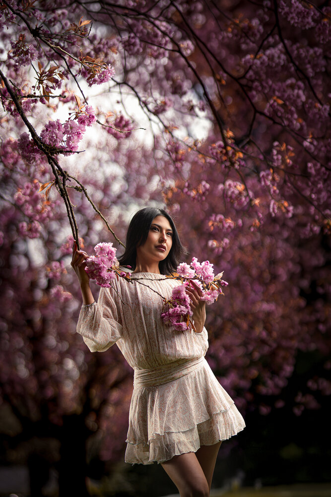 Whispers of Sakura