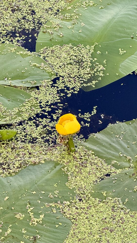 Photograph by Елена Гущина