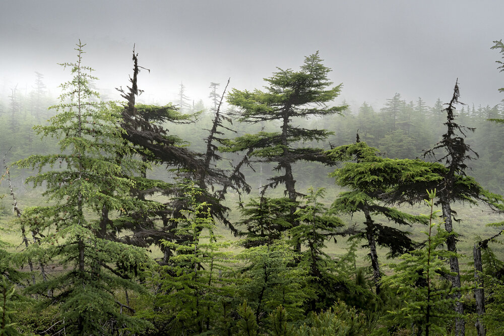 Photograph by Светлана Гореликова