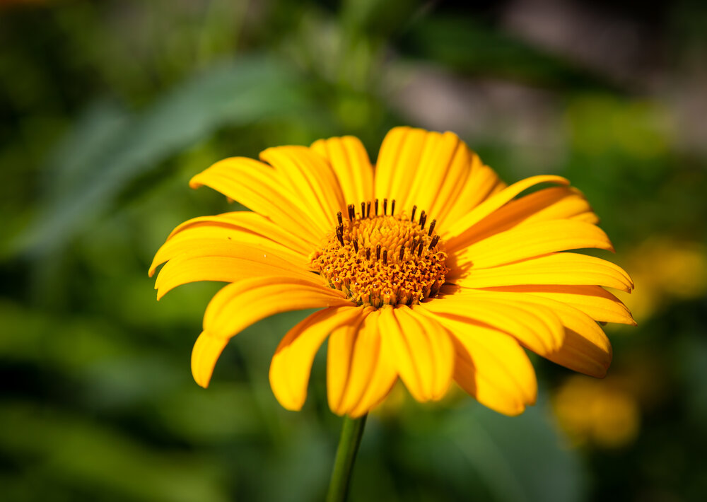 Photograph by Диана Бородзе