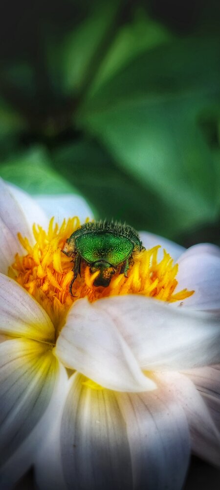 Photograph by Dina Chaica