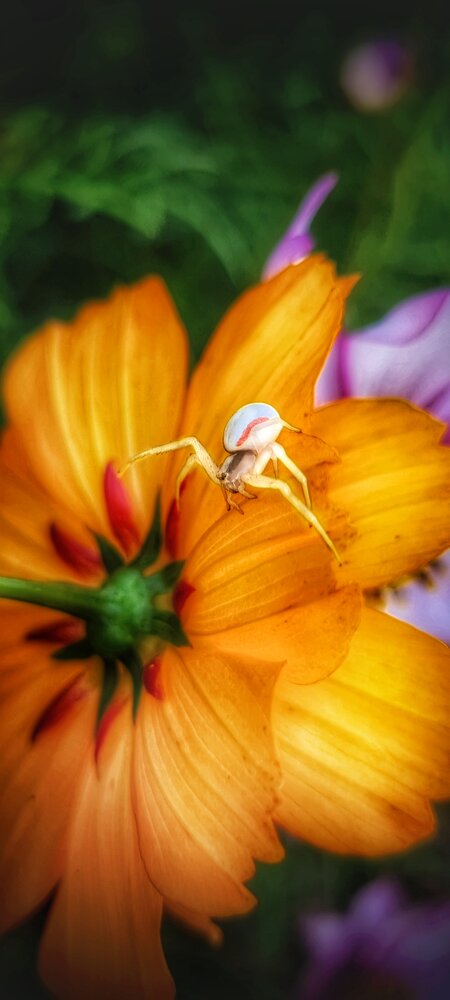 Photograph by Dina Chaica