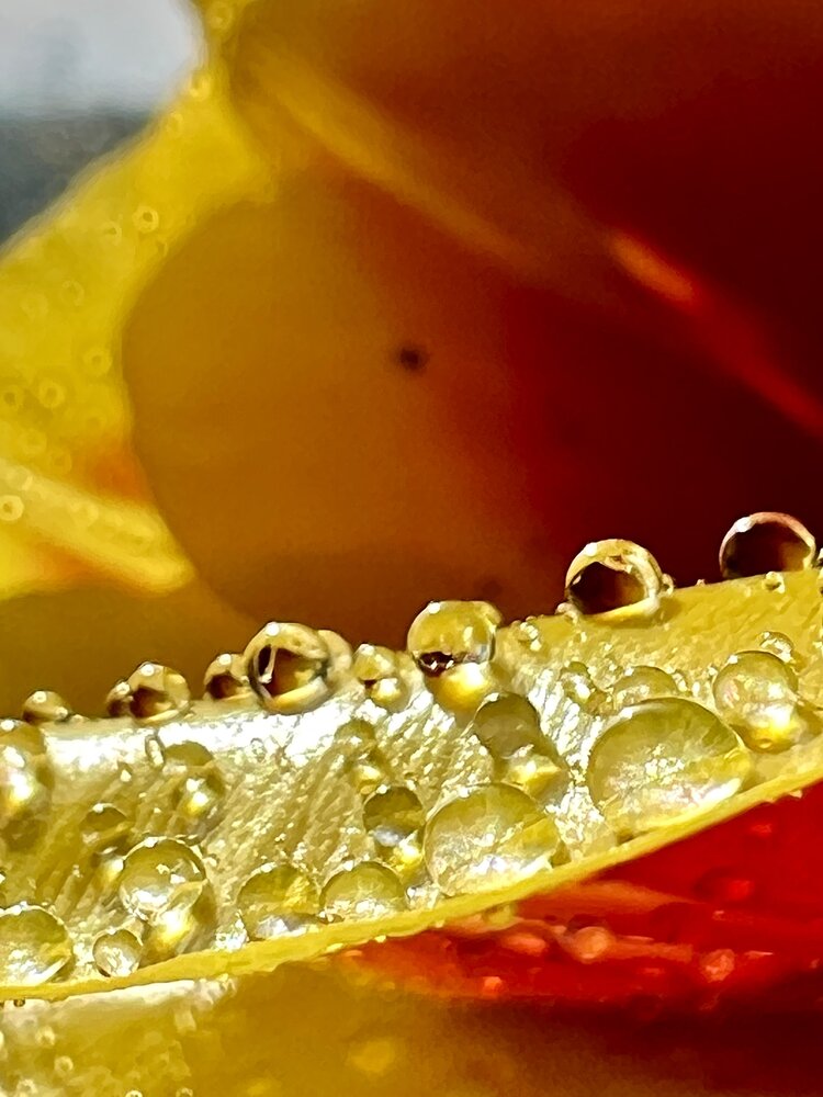 Photograph by Марина Нагичева