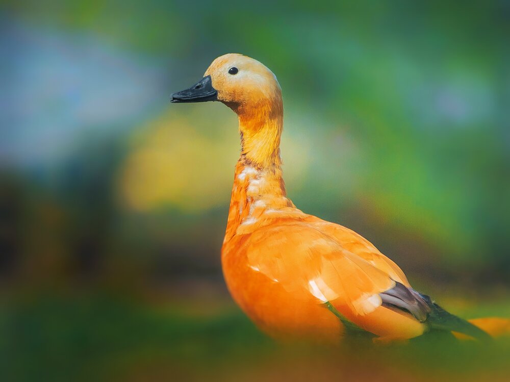 Photograph by Nitin Sidhpura
