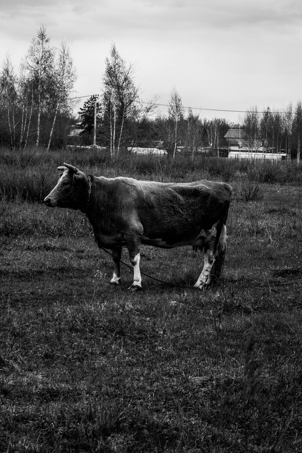 Photo #13832399
