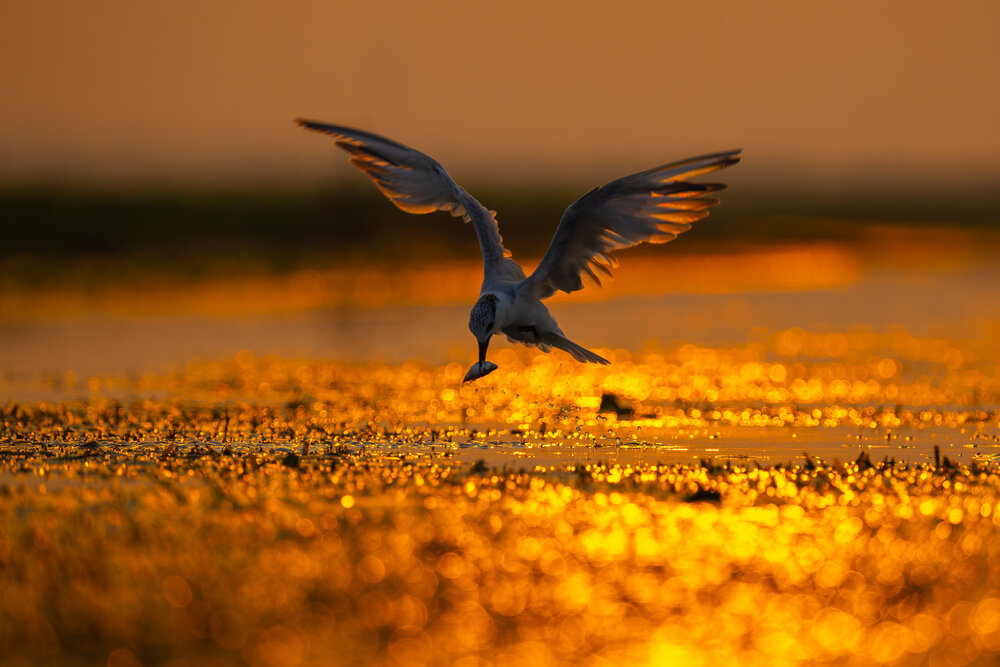 Photograph by Aritra Nath