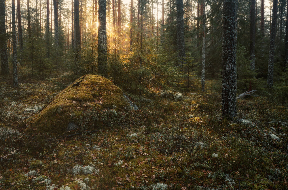 Фотография автора Щепотина Татьяна