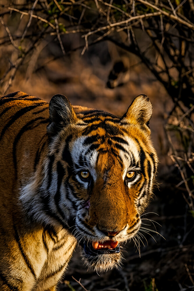 Photograph by Tanusri RoyChowdhury