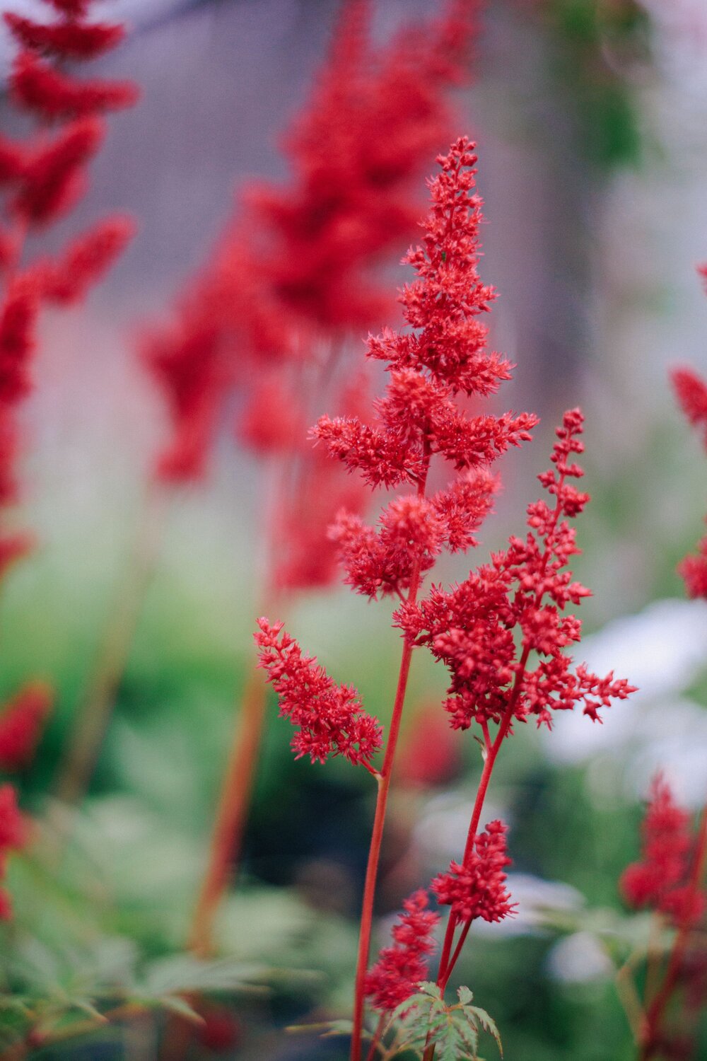 Photo #13833121