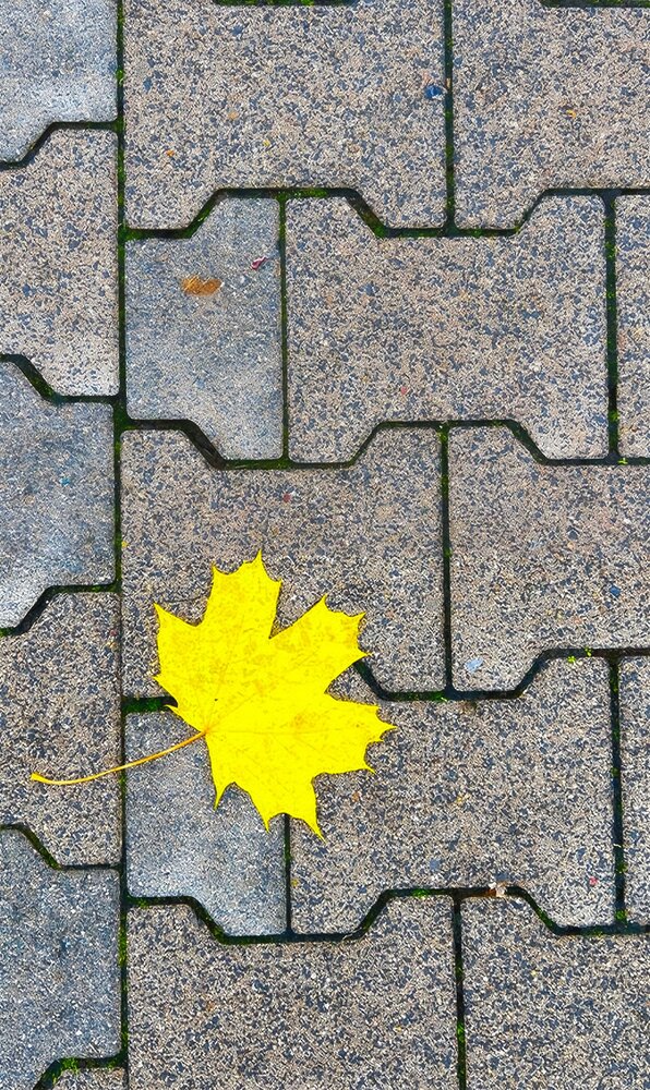 Solitary Yellow Leaf