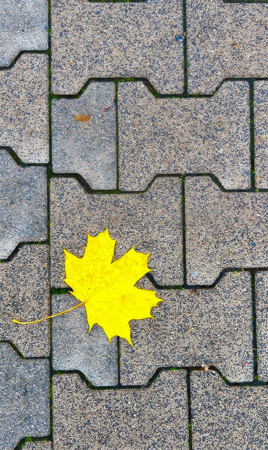 Solitary Yellow Leaf