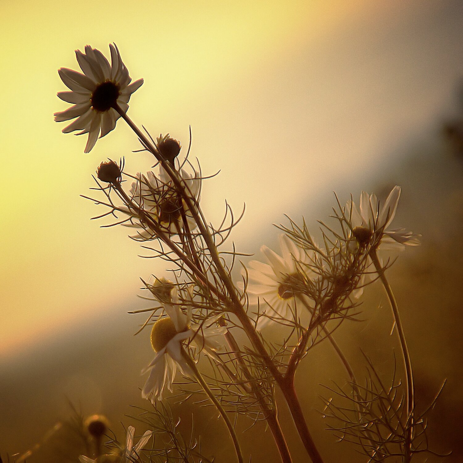 Photo #13833403