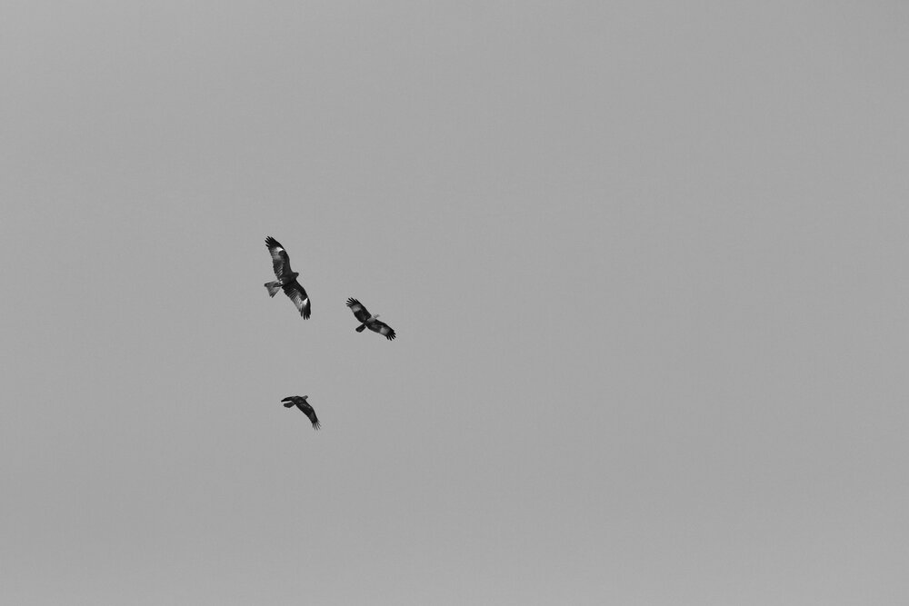 Photograph by Washiful Majid