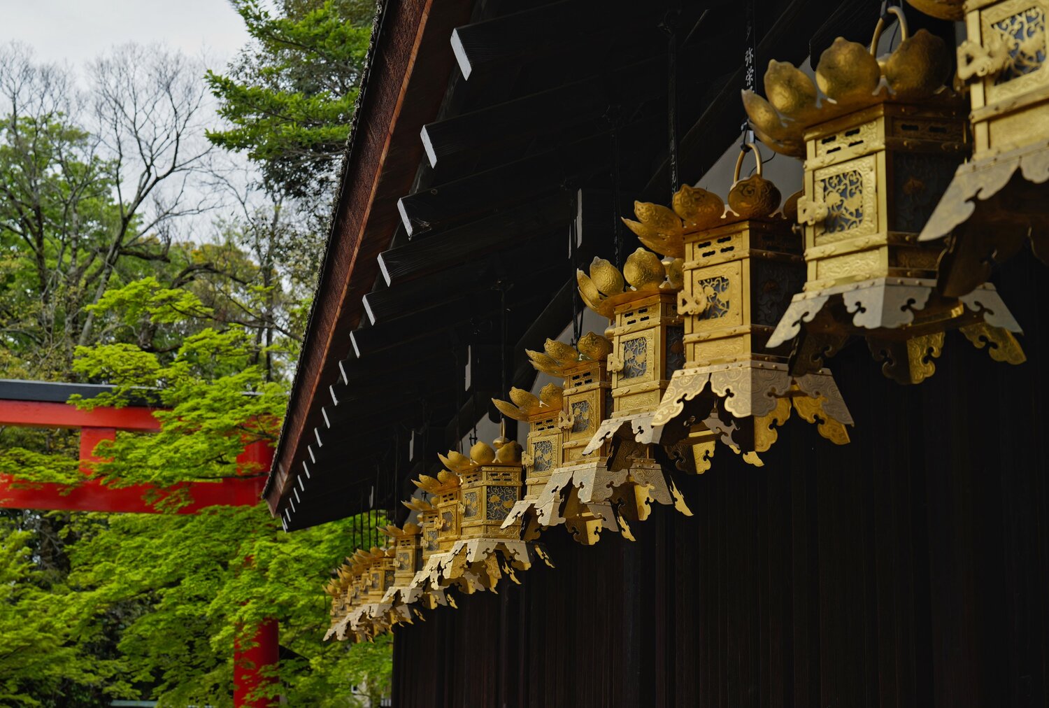 Spring Along the Shrine