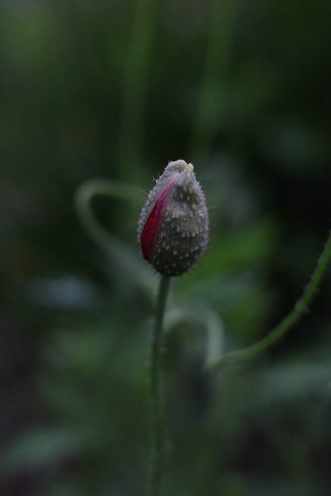 Photograph by Оксана Короткая