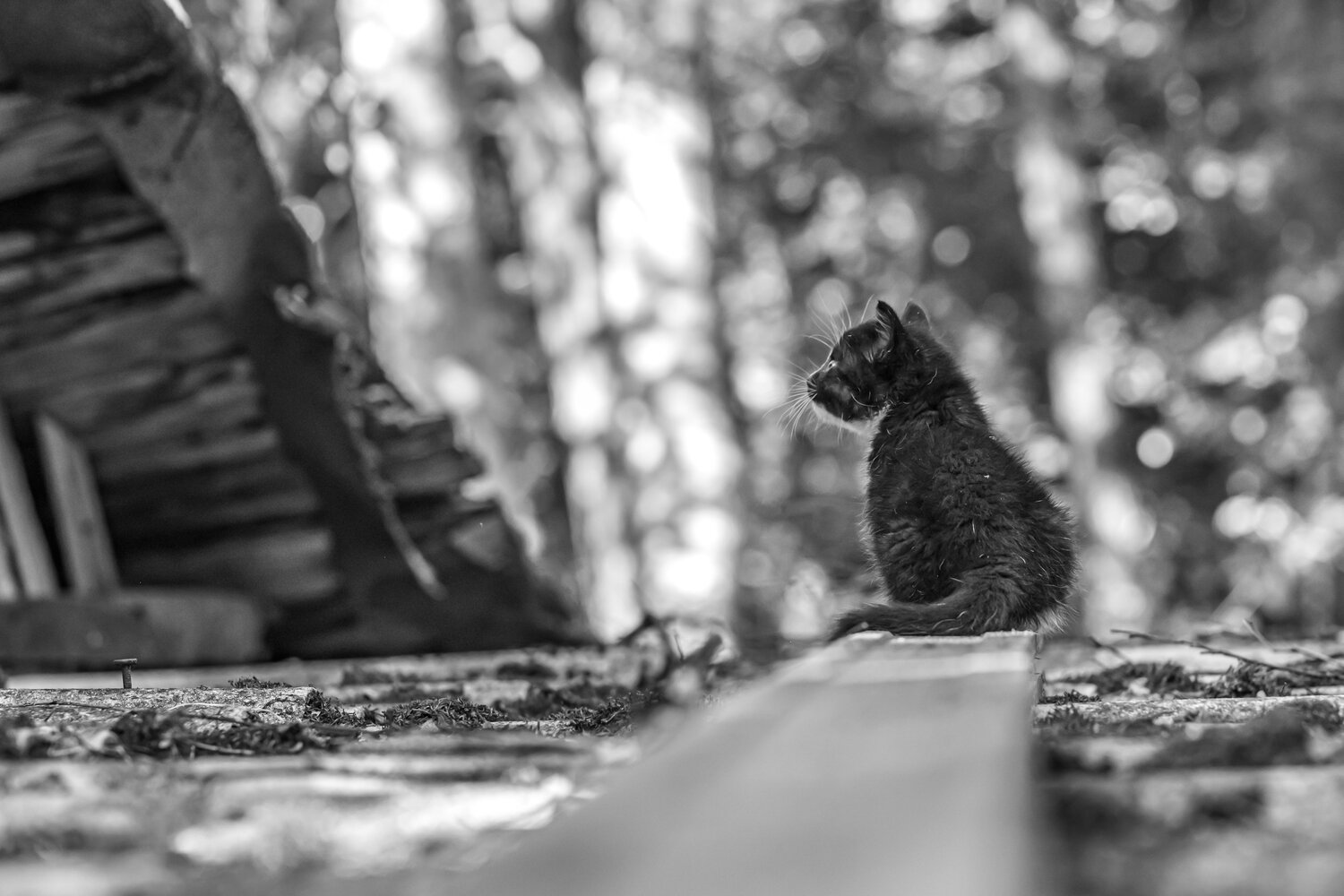 The Lonely One...