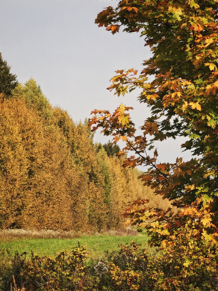 Photograph by Оксана Короткая