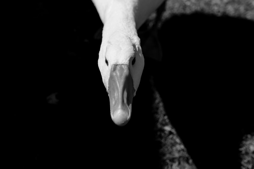 Photograph by Svetlana Fomenko