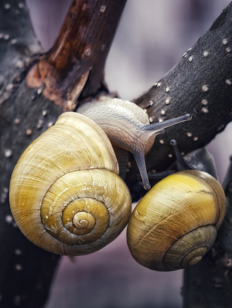Photograph by Natalia Bolotenkova