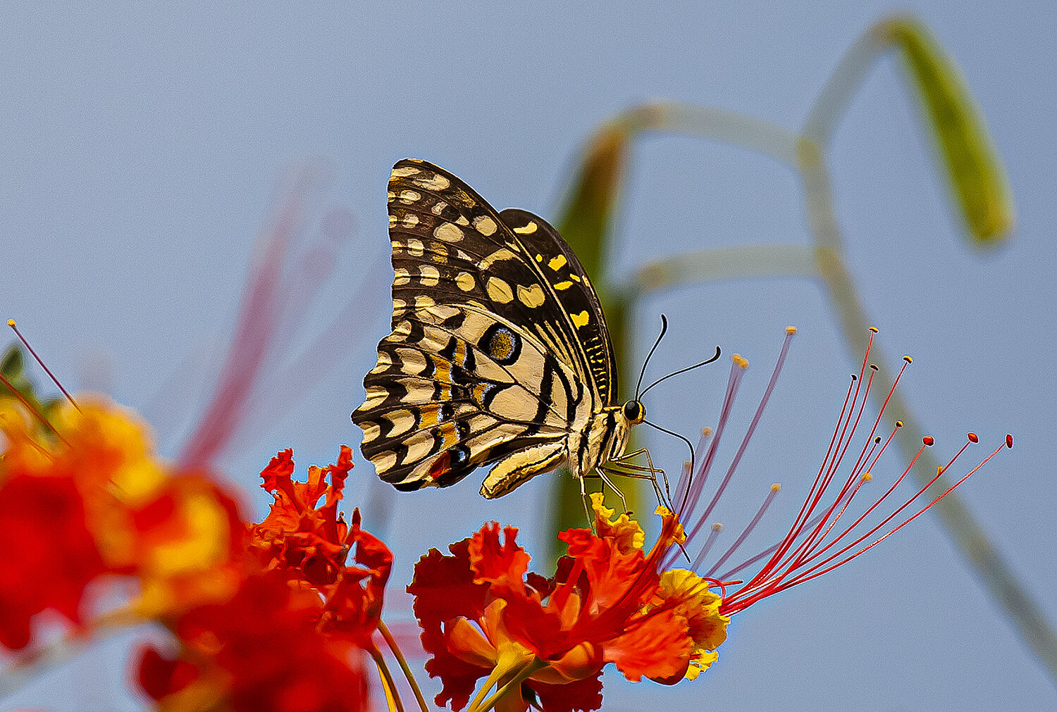 Photo #13834364