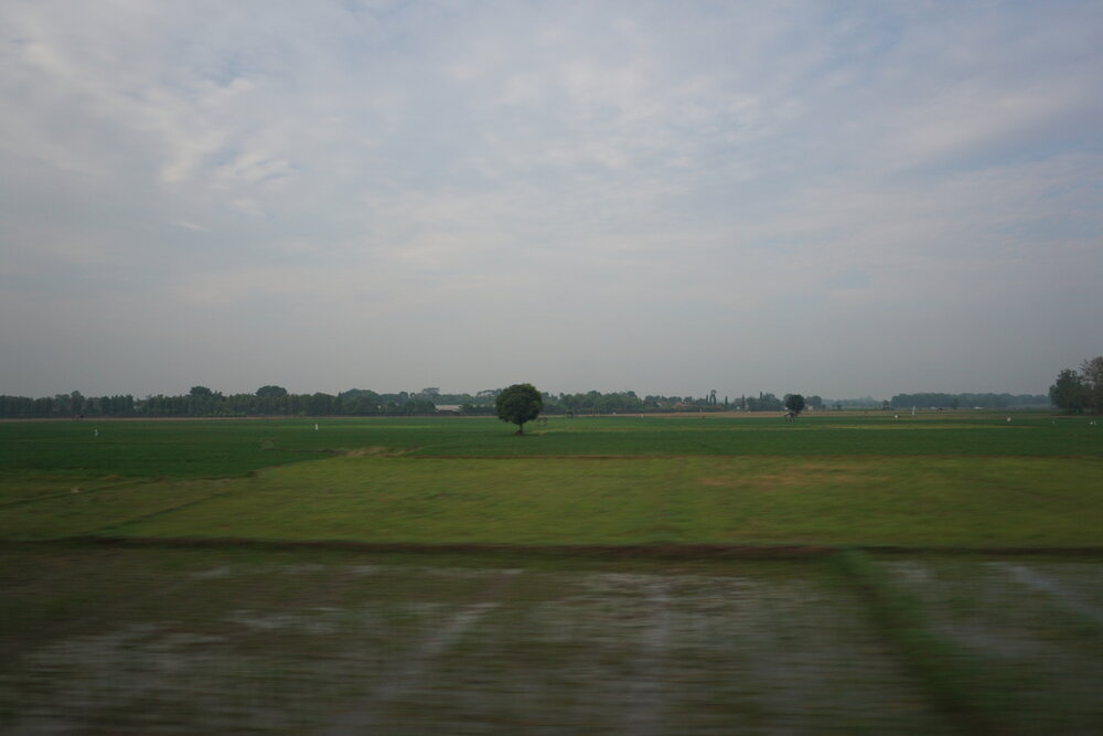 A tree in the middle of a rice field