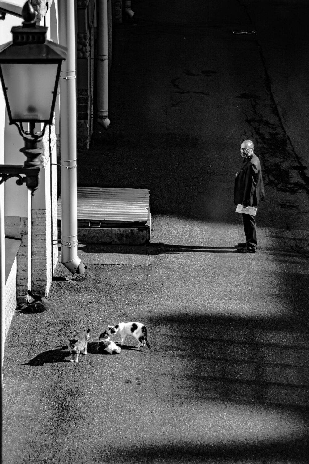 Котики Эрмитажа.