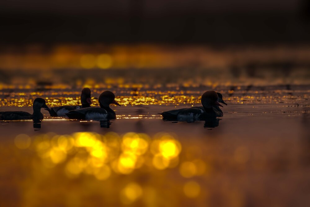 Фотография автора Subhadeep Ghosh
