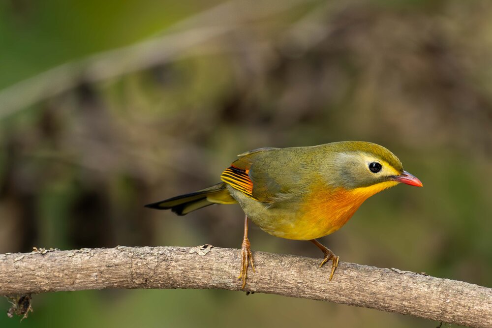 Фотография автора Subhadeep Ghosh