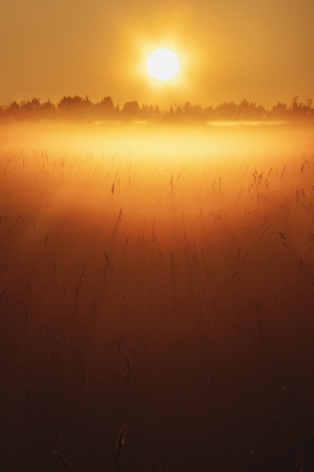Photo #13835184
