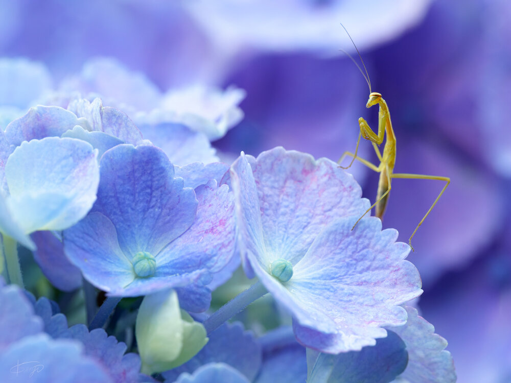 House of Flowers