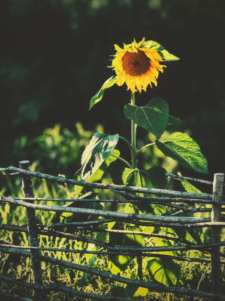 Photograph by Юлия Чернышёва