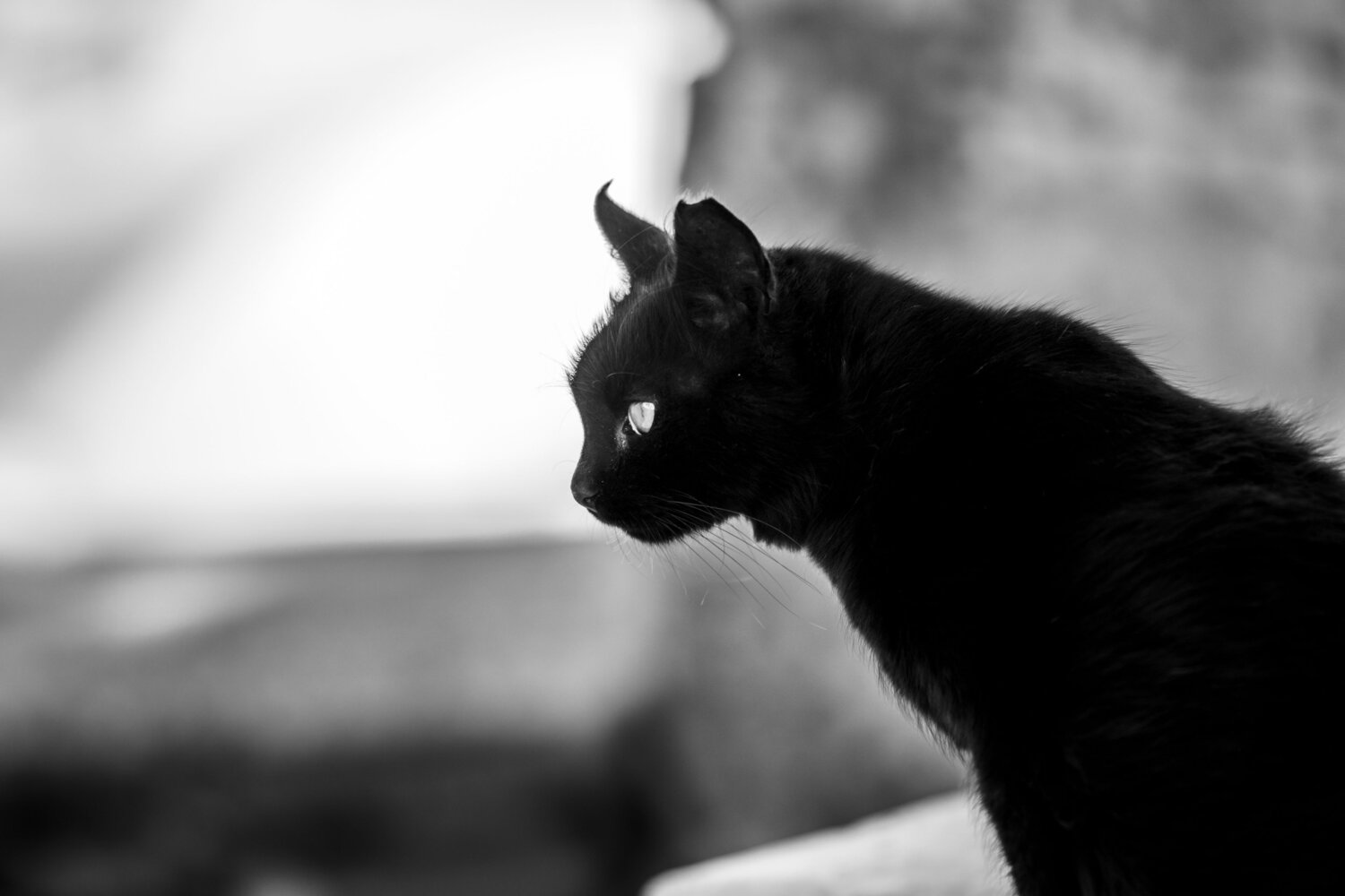 Photo #13835837