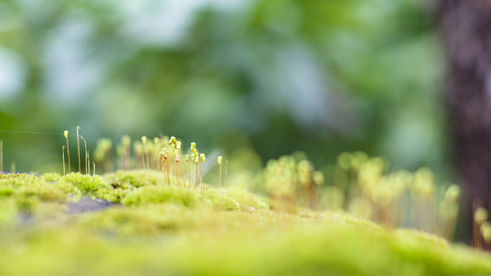 Photograph by Trí Võ