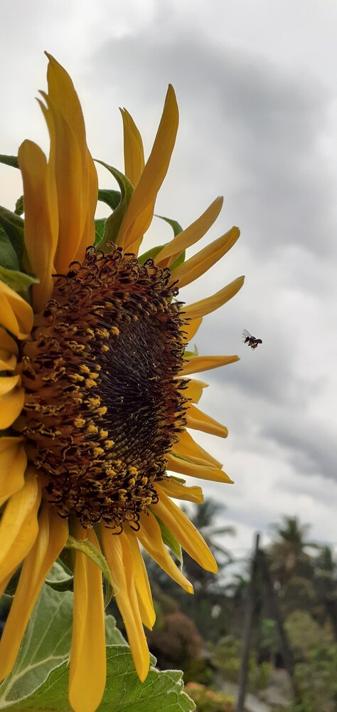 A Promise in Flight