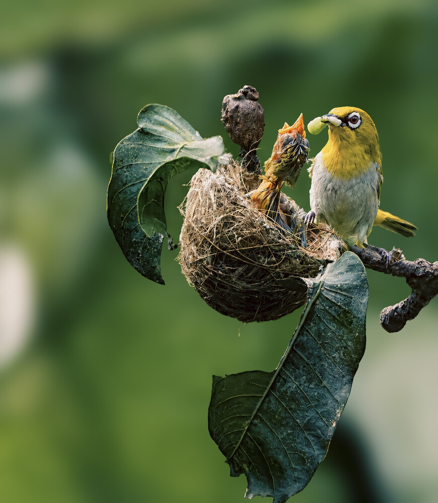 Photograph by akash banerjee