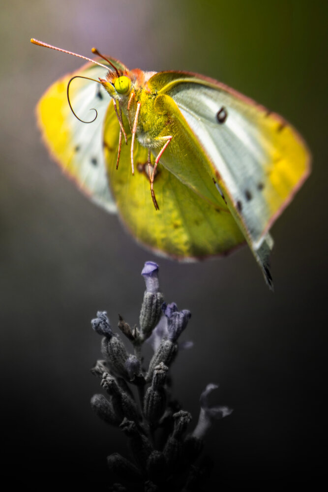 Floating Yellow Ornament