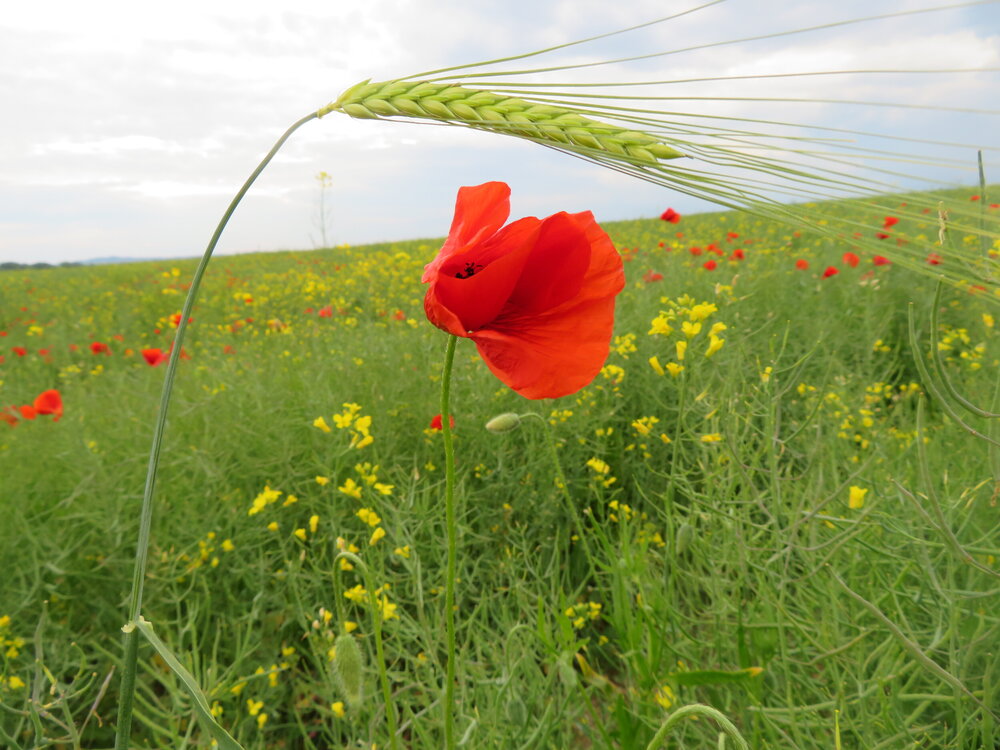 Red Poppy and Wheat Ear in Czech Countryside Village Field