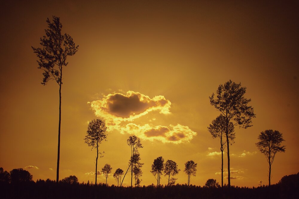 Photograph by Микрокосмос Владимир