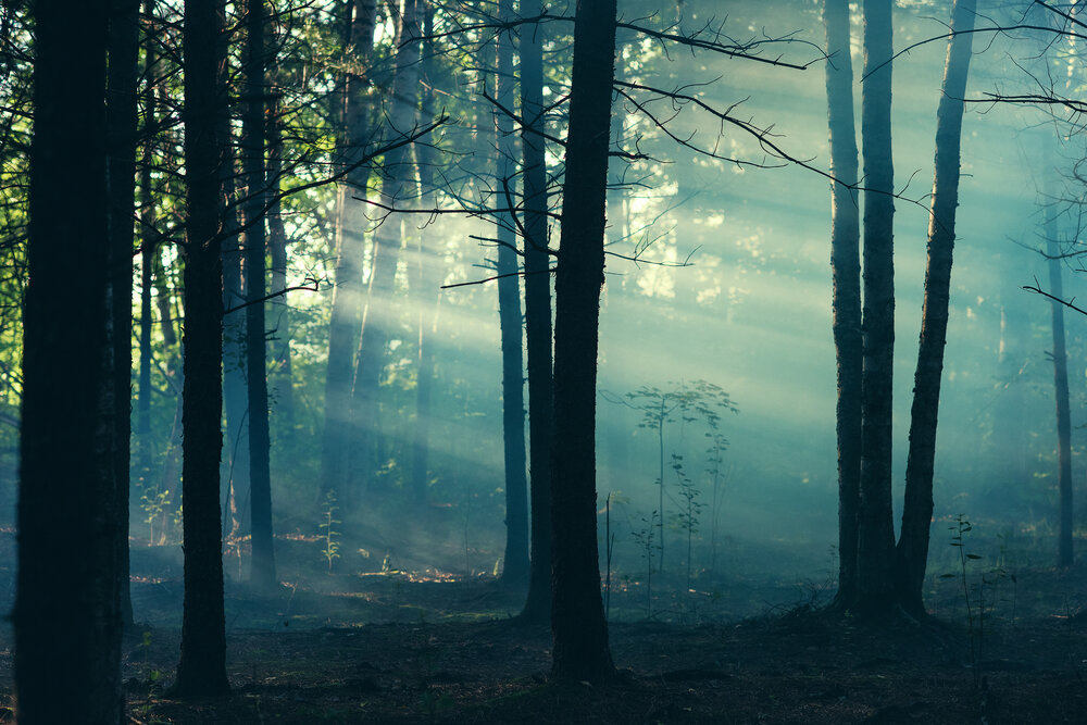 Photograph by Gene Oryx