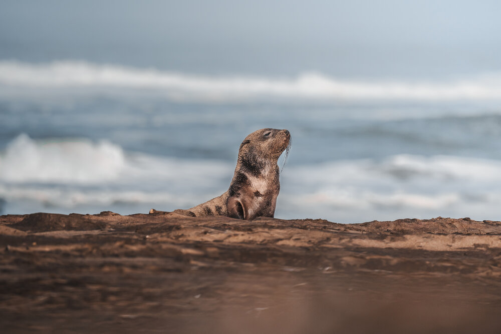 Photograph by Giorgio Castelli