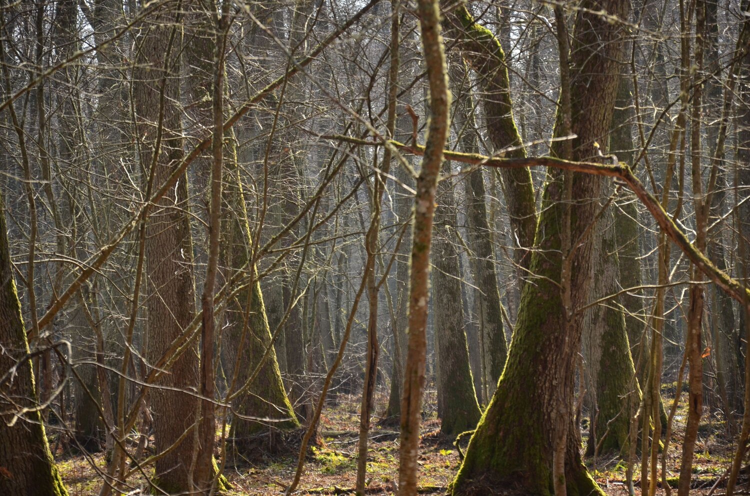 Куршская коса. Весна.