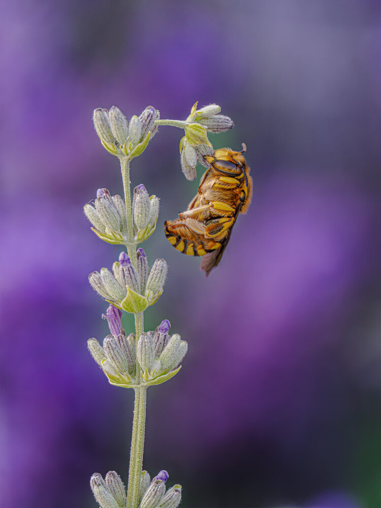 Photograph by Devi Jannatul Mawa