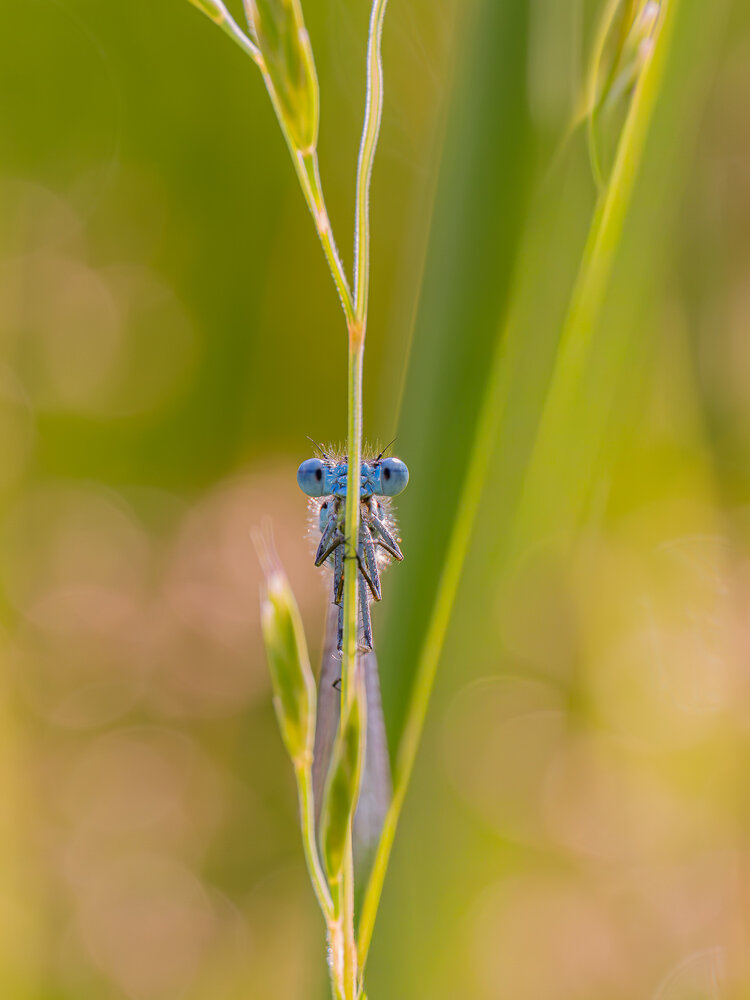 Photograph by Devi Jannatul Mawa