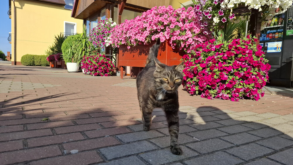 Summer Guardian