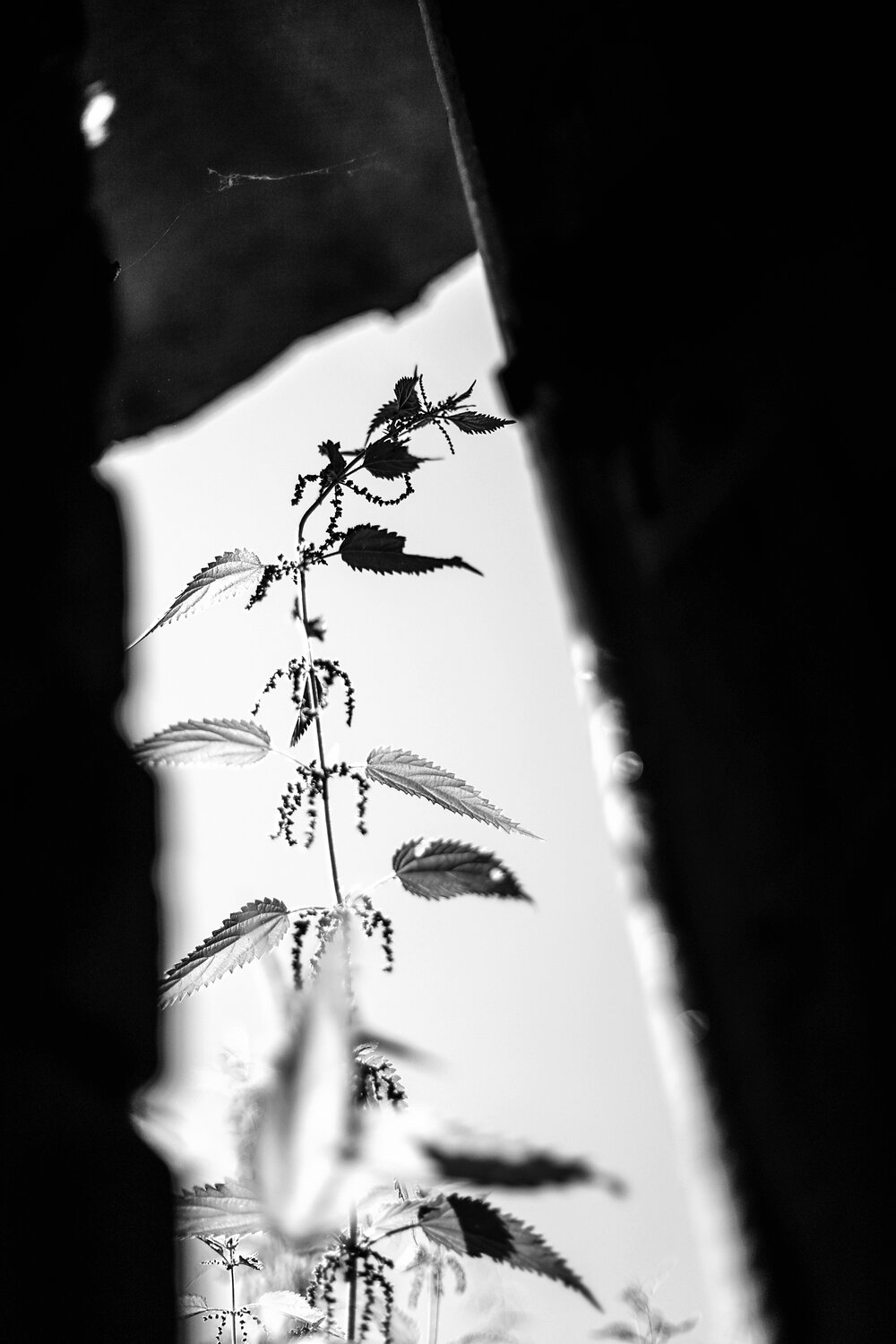 Photo #13837252