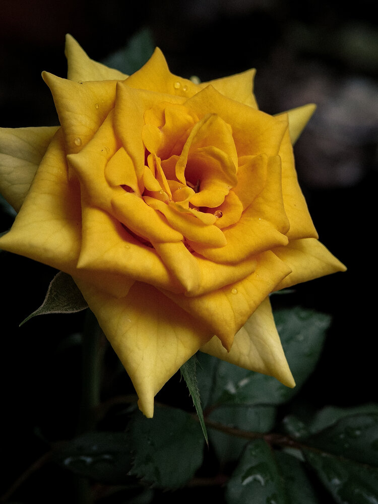 Golden Yellow Rose in Bloom