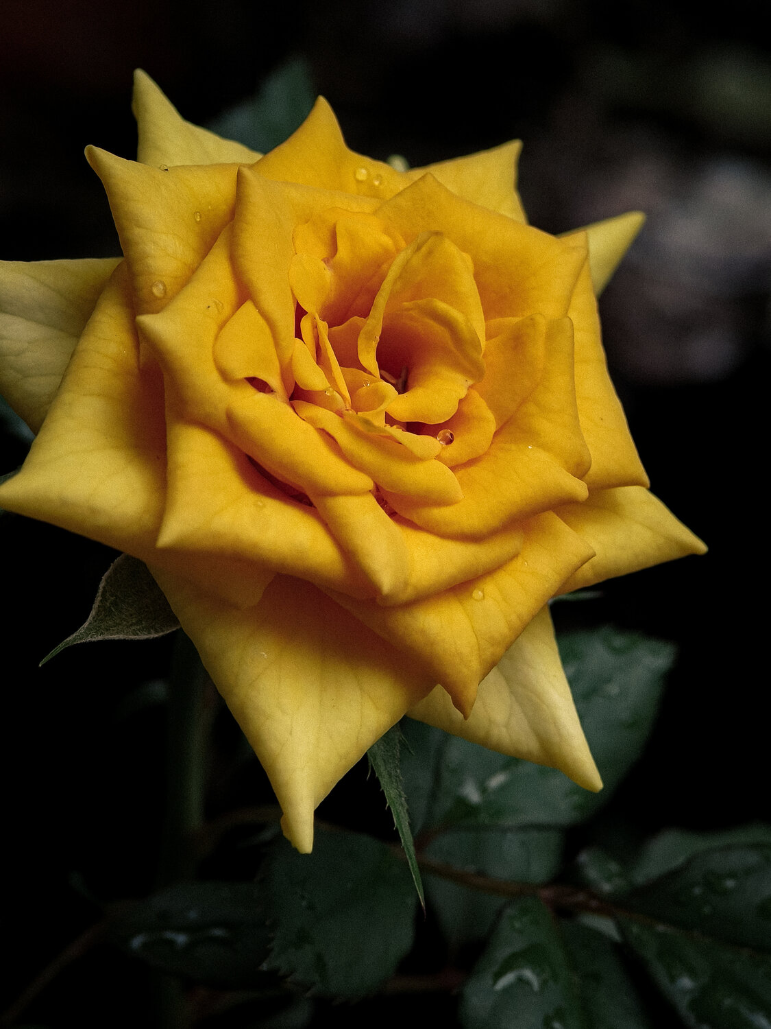 Golden Yellow Rose in Bloom