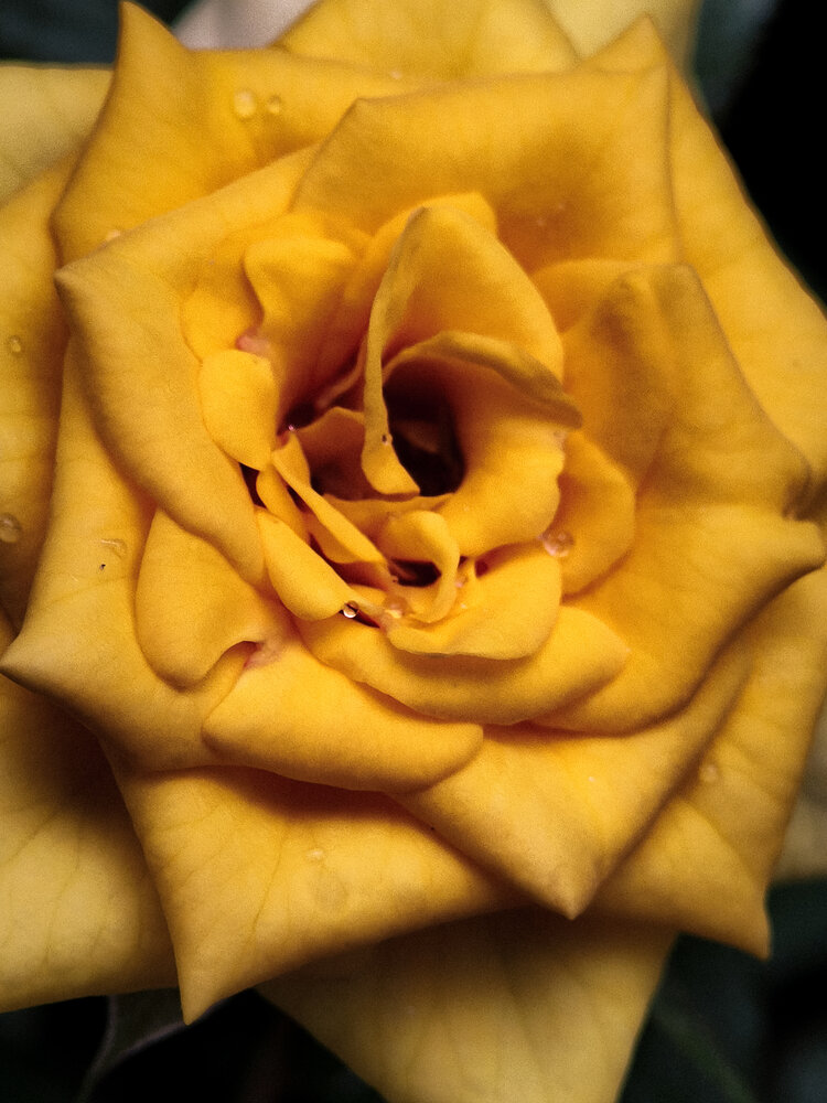 Heart of a Yellow Rose